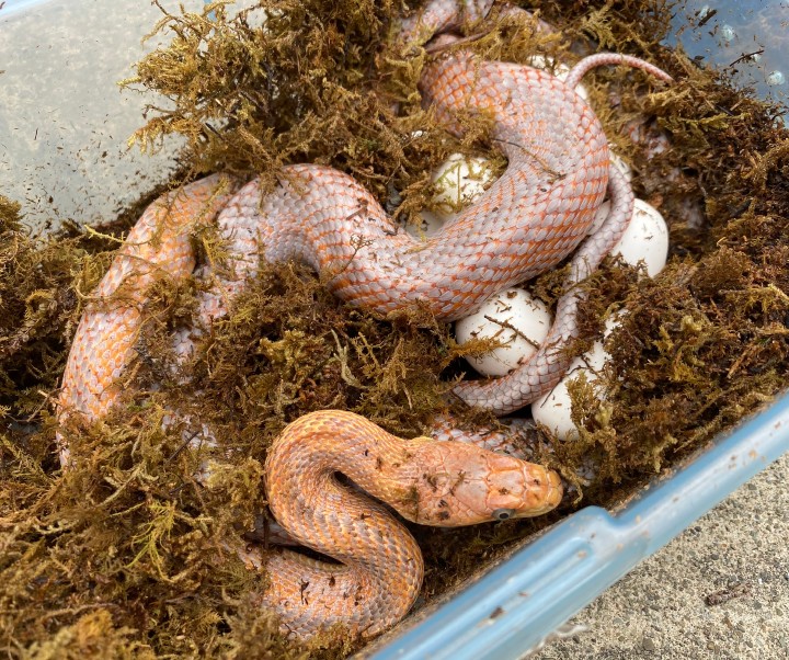 Baird's Rat Snake
